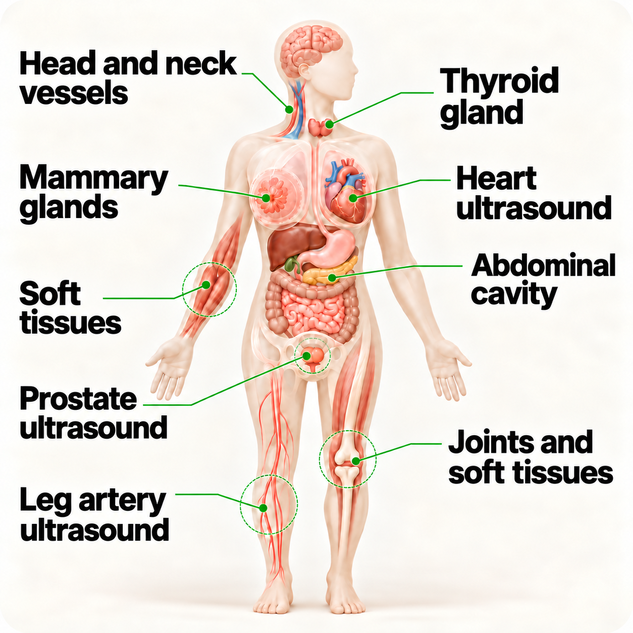Body diagram: organs and areas examined by ultrasound