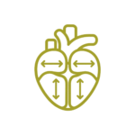 Icon: heart chamber size