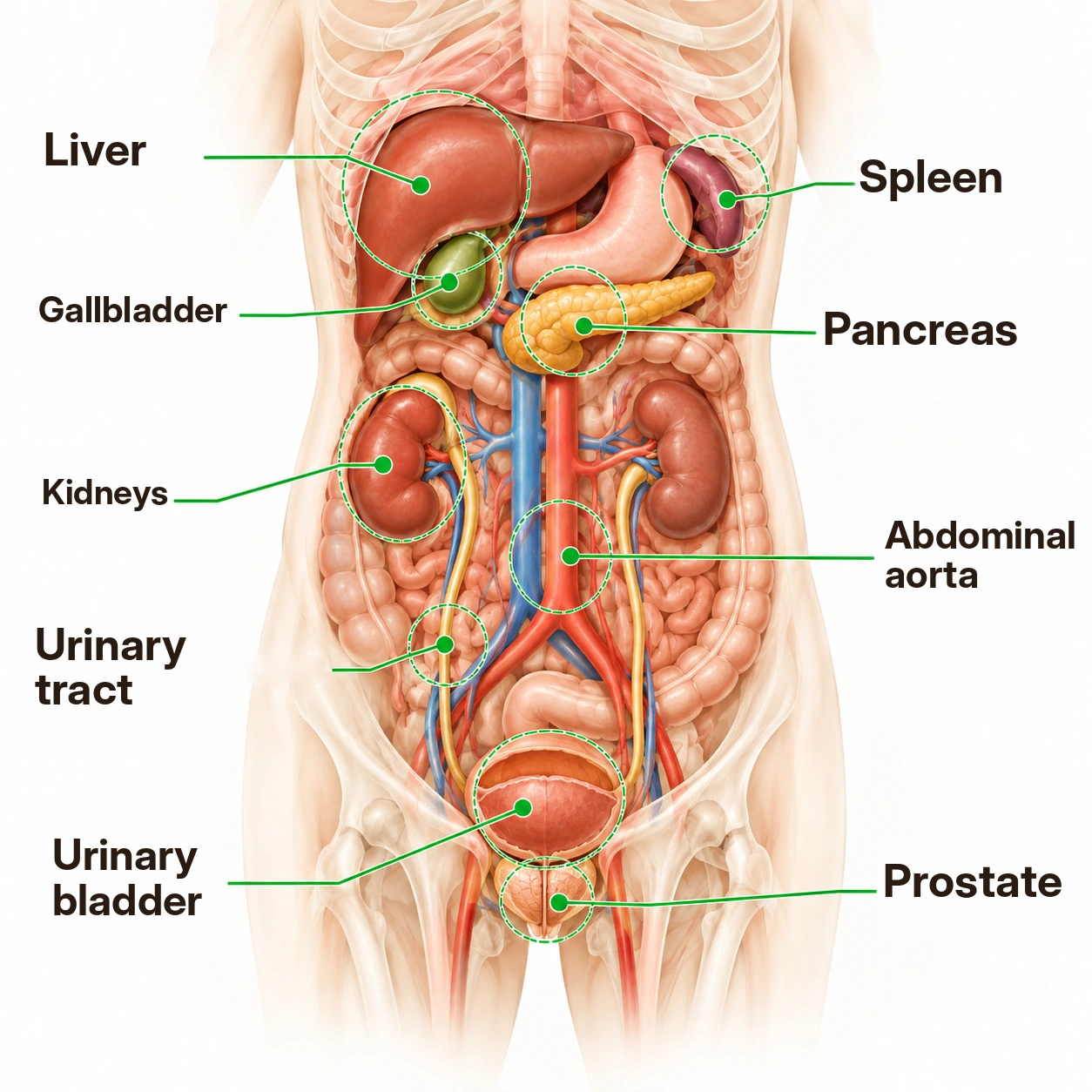 Abdominal ultrasound at Grand Medical in Riga