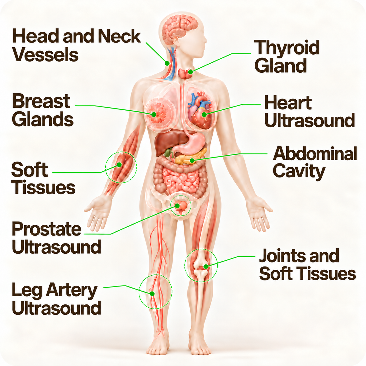 Body diagram: organs and areas examined by ultrasound
