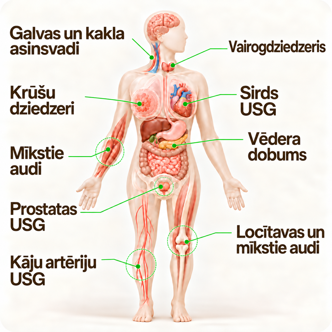 Ķermeņa shēma: orgāni un zonas, ko izmeklē ar USG