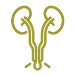 Urīnceļu USG — Grand Medical